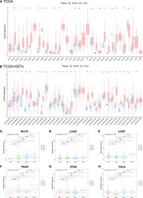 ANXA2P2: A Potential Immunological and Prognostic Signature in Ovarian Serous Cystadenocarcinoma via Pan-Carcinoma Synthesis